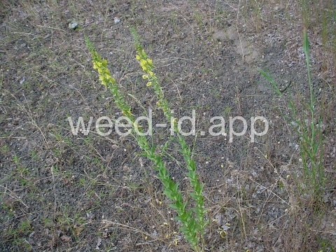 toadflax, Dalmatian